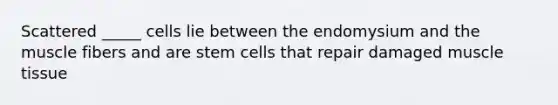 Scattered _____ cells lie between the endomysium and the muscle fibers and are stem cells that repair damaged muscle tissue