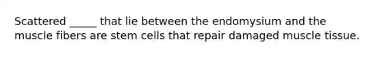 Scattered _____ that lie between the endomysium and the muscle fibers are stem cells that repair damaged muscle tissue.