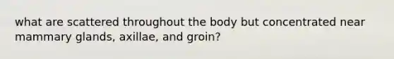 what are scattered throughout the body but concentrated near mammary glands, axillae, and groin?