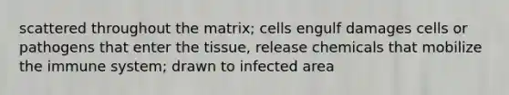 scattered throughout the matrix; cells engulf damages cells or pathogens that enter the tissue, release chemicals that mobilize the immune system; drawn to infected area