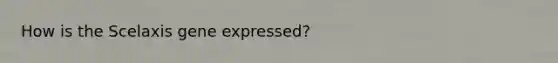 How is the Scelaxis gene expressed?