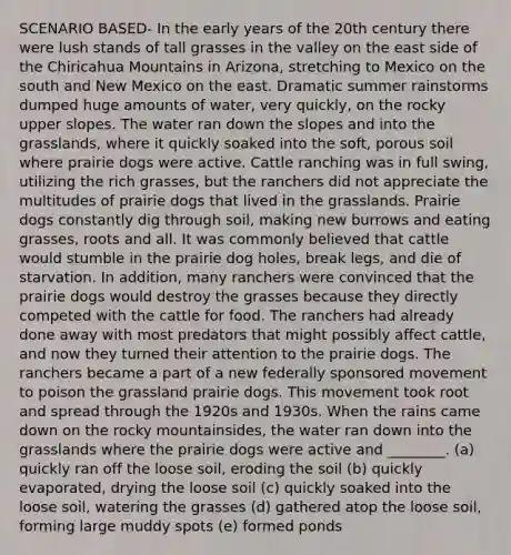 SCENARIO BASED- In the early years of the 20th century there were lush stands of tall grasses in the valley on the east side of the Chiricahua Mountains in Arizona, stretching to Mexico on the south and New Mexico on the east. Dramatic summer rainstorms dumped huge amounts of water, very quickly, on the rocky upper slopes. The water ran down the slopes and into the grasslands, where it quickly soaked into the soft, porous soil where prairie dogs were active. Cattle ranching was in full swing, utilizing the rich grasses, but the ranchers did not appreciate the multitudes of prairie dogs that lived in the grasslands. Prairie dogs constantly dig through soil, making new burrows and eating grasses, roots and all. It was commonly believed that cattle would stumble in the prairie dog holes, break legs, and die of starvation. In addition, many ranchers were convinced that the prairie dogs would destroy the grasses because they directly competed with the cattle for food. The ranchers had already done away with most predators that might possibly affect cattle, and now they turned their attention to the prairie dogs. The ranchers became a part of a new federally sponsored movement to poison the grassland prairie dogs. This movement took root and spread through the 1920s and 1930s. When the rains came down on the rocky mountainsides, the water ran down into the grasslands where the prairie dogs were active and ________. (a) quickly ran off the loose soil, eroding the soil (b) quickly evaporated, drying the loose soil (c) quickly soaked into the loose soil, watering the grasses (d) gathered atop the loose soil, forming large muddy spots (e) formed ponds