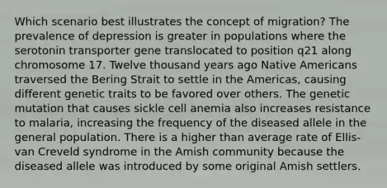 Which scenario best illustrates the concept of migration? The prevalence of depression is greater in populations where the serotonin transporter gene translocated to position q21 along chromosome 17. Twelve thousand years ago Native Americans traversed the Bering Strait to settle in the Americas, causing different genetic traits to be favored over others. The genetic mutation that causes sickle cell anemia also increases resistance to malaria, increasing the frequency of the diseased allele in the general population. There is a higher than average rate of Ellis-van Creveld syndrome in the Amish community because the diseased allele was introduced by some original Amish settlers.