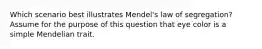 Which scenario best illustrates Mendel's law of segregation? Assume for the purpose of this question that eye color is a simple Mendelian trait.