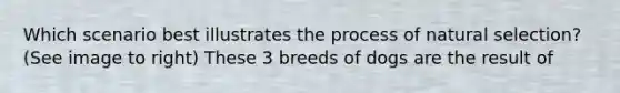 Which scenario best illustrates the process of natural selection? (See image to right) These 3 breeds of dogs are the result of