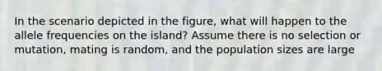 In the scenario depicted in the figure, what will happen to the allele frequencies on the island? Assume there is no selection or mutation, mating is random, and the population sizes are large