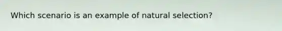 Which scenario is an example of natural selection?