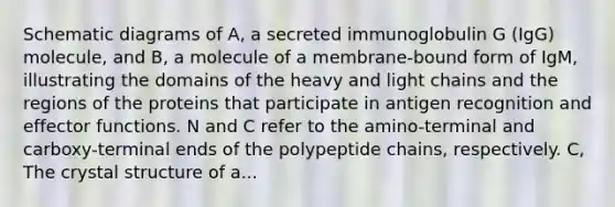 Schematic diagrams of A, a secreted immunoglobulin G (IgG) molecule, and B, a molecule of a membrane-bound form of IgM, illustrating the domains of the heavy and light chains and the regions of the proteins that participate in antigen recognition and effector functions. N and C refer to the amino-terminal and carboxy-terminal ends of the polypeptide chains, respectively. C, The crystal structure of a...