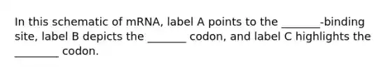 In this schematic of mRNA, label A points to the _______-binding site, label B depicts the _______ codon, and label C highlights the ________ codon.