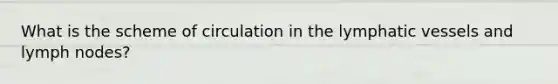 What is the scheme of circulation in the <a href='https://www.questionai.com/knowledge/ki6sUebkzn-lymphatic-vessels' class='anchor-knowledge'>lymphatic vessels</a> and lymph nodes?