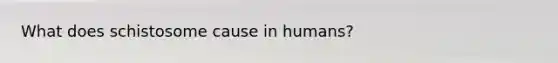 What does schistosome cause in humans?