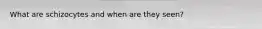 What are schizocytes and when are they seen?