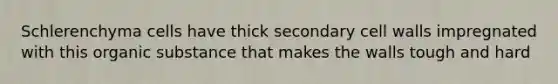 Schlerenchyma cells have thick secondary cell walls impregnated with this organic substance that makes the walls tough and hard