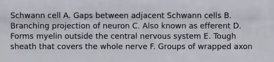 Schwann cell A. Gaps between adjacent Schwann cells B. Branching projection of neuron C. Also known as efferent D. Forms myelin outside the central nervous system E. Tough sheath that covers the whole nerve F. Groups of wrapped axon