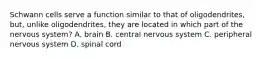 Schwann cells serve a function similar to that of oligodendrites, but, unlike oligodendrites, they are located in which part of the nervous system? A. brain B. central nervous system C. peripheral nervous system D. spinal cord