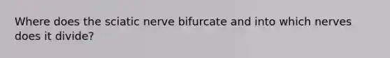 Where does the sciatic nerve bifurcate and into which nerves does it divide?