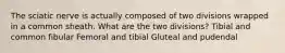 The sciatic nerve is actually composed of two divisions wrapped in a common sheath. What are the two divisions? Tibial and common fibular Femoral and tibial Gluteal and pudendal