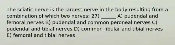 The sciatic nerve is the largest nerve in the body resulting from a combination of which two nerves: 27) ______ A) pudendal and femoral nerves B) pudendal and common peroneal nerves C) pudendal and tibial nerves D) common fibular and tibial nerves E) femoral and tibial nerves