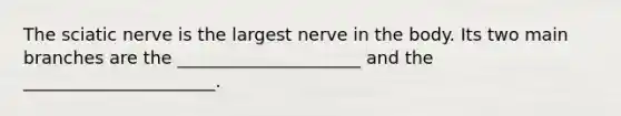 The sciatic nerve is the largest nerve in the body. Its two main branches are the _____________________ and the ______________________.