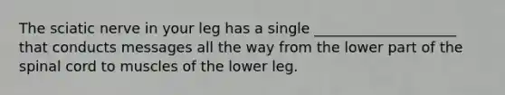 The sciatic nerve in your leg has a single ____________________ that conducts messages all the way from the lower part of the spinal cord to muscles of the lower leg.