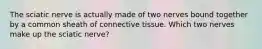 The sciatic nerve is actually made of two nerves bound together by a common sheath of connective tissue. Which two nerves make up the sciatic nerve?