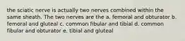 the sciatic nerve is actually two nerves combined within the same sheath. The two nerves are the a. femoral and obturator b. femoral and gluteal c. common fibular and tibial d. common fibular and obturator e. tibial and gluteal