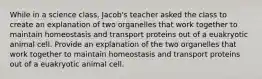 While in a science class, Jacob's teacher asked the class to create an explanation of two organelles that work together to maintain homeostasis and transport proteins out of a euakryotic animal cell. Provide an explanation of the two organelles that work together to maintain homeostasis and transport proteins out of a euakryotic animal cell.