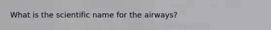 What is the scientific name for the airways?