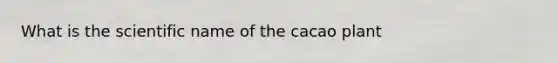 What is the scientific name of the cacao plant