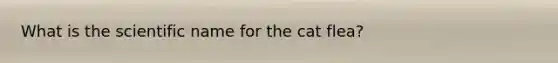 What is the scientific name for the cat flea?
