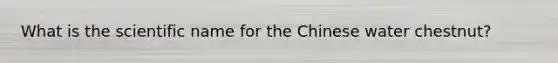What is the scientific name for the Chinese water chestnut?