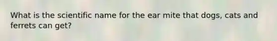 What is the scientific name for the ear mite that dogs, cats and ferrets can get?