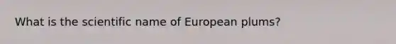 What is the scientific name of European plums?