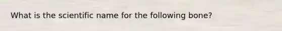 What is the scientific name for the following bone?