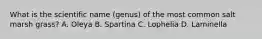 What is the scientific name (genus) of the most common salt marsh grass? A. Oleya B. Spartina C. Lophelia D. Laminella