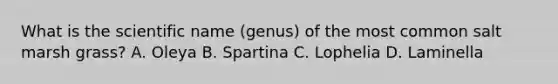 What is the scientific name (genus) of the most common salt marsh grass? A. Oleya B. Spartina C. Lophelia D. Laminella