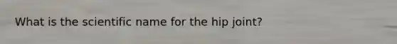 What is the scientific name for the hip joint?