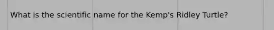 What is the scientific name for the Kemp's Ridley Turtle?