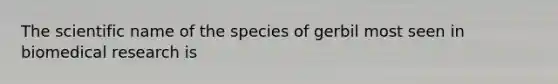 The scientific name of the species of gerbil most seen in biomedical research is