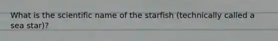 What is the scientific name of the starfish (technically called a sea star)?