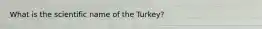 What is the scientific name of the Turkey?