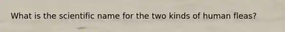 What is the scientific name for the two kinds of human fleas?