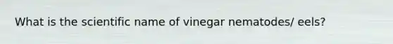 What is the scientific name of vinegar nematodes/ eels?