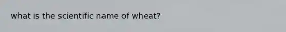 what is the scientific name of wheat?