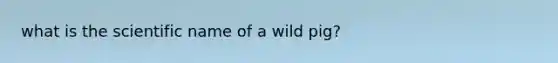 what is the scientific name of a wild pig?