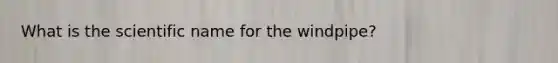 What is the scientific name for the windpipe?