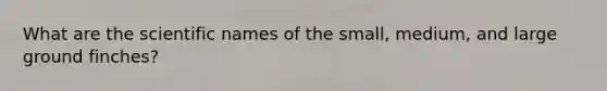 What are the scientific names of the small, medium, and large ground finches?