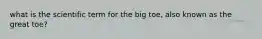 what is the scientific term for the big toe, also known as the great toe?