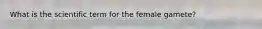 What is the scientific term for the female gamete?