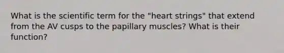 What is the scientific term for the "heart strings" that extend from the AV cusps to the papillary muscles? What is their function?